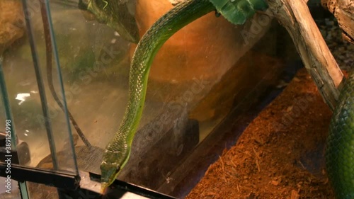 A rare green rhinoceros snake Rhynchophis boulengeri crawls along artificial branches in the zoo aquarium. photo