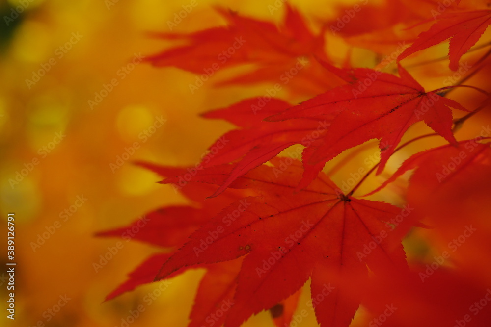 美しい紅葉