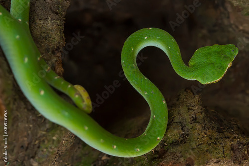 Tropidolaemus subannulatus aka Viper Borneo Snake on Wildlife photo