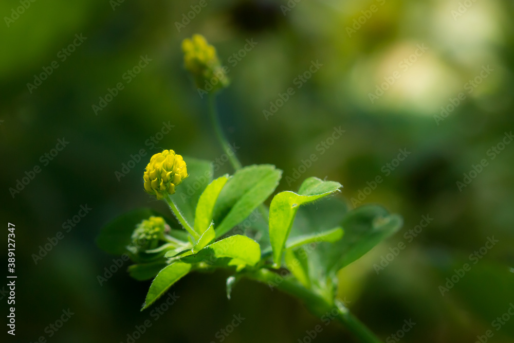 The black medick (lat. Medicago lipulina), of the pea family (Fabaceae). The black medick (lat. Medicago lipulina), of the pea family (Fabaceae).