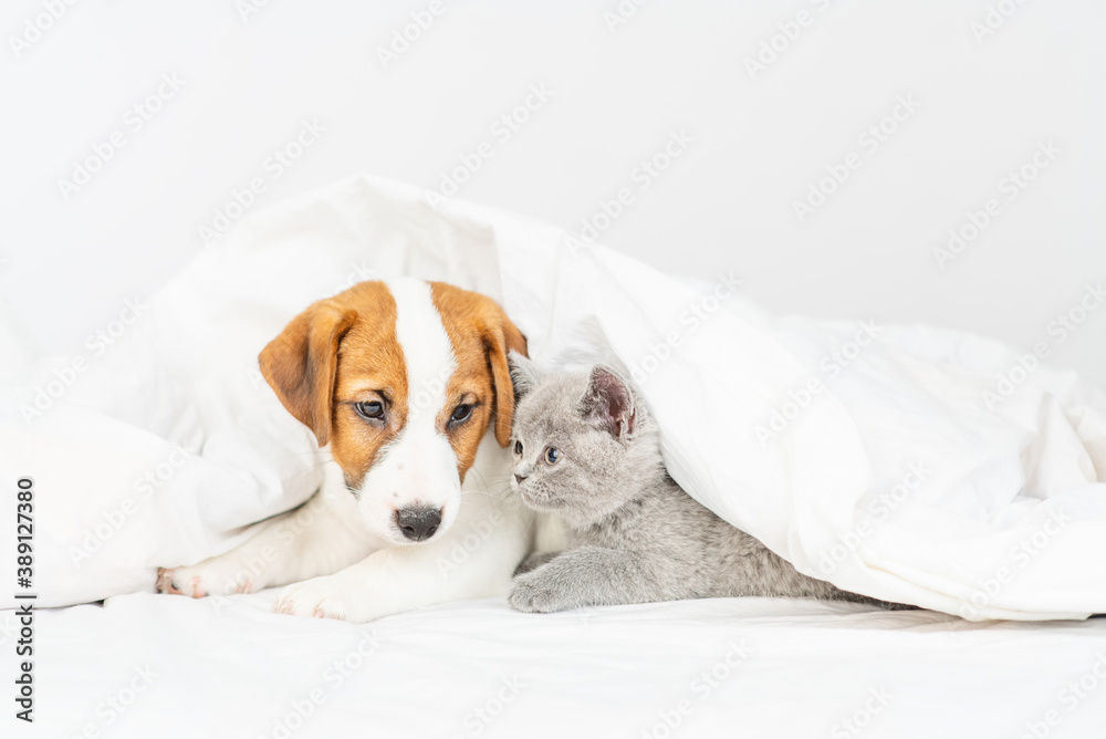 The puppy and the kitten lie under the blanket at home on the bed The puppy and the kitten lie under the blanket at home on the bed