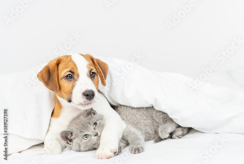Jack russell terrier puppy lies in an embrace with a small gray kitten under a white blanket at home on the bed © Ermolaeva Olga
