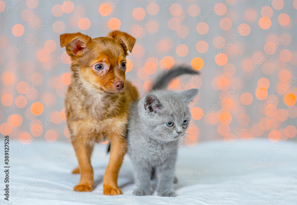 Little toy terrier puppy hugs a fluffy gray kitten on the background of lights Little toy terrier puppy hugs a fluffy gray kitten on the background of lights