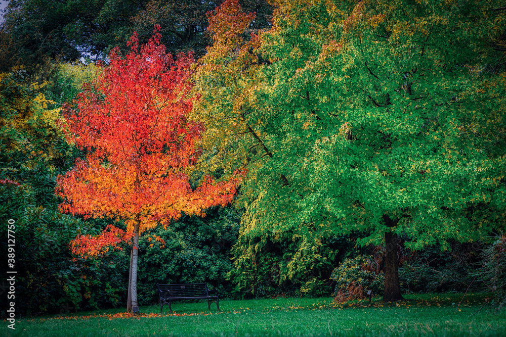 Naklejka premium autumn in the park