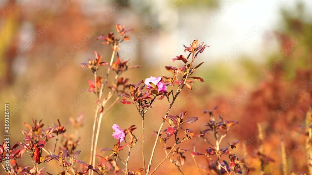Blooming rhododendron on a blurry background. Beauty of nature Blooming rhododendron on a blurry background. Beauty of nature