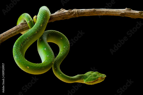 Tropidolaemus subannulatus aka Viper Borneo Snake on Wildlife photo