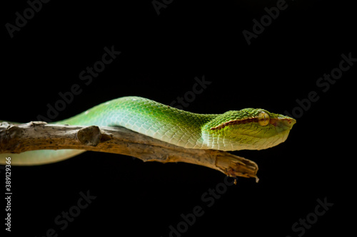 Tropidolaemus subannulatus aka Viper Borneo Snake on Wildlife © abdul gapur dayak