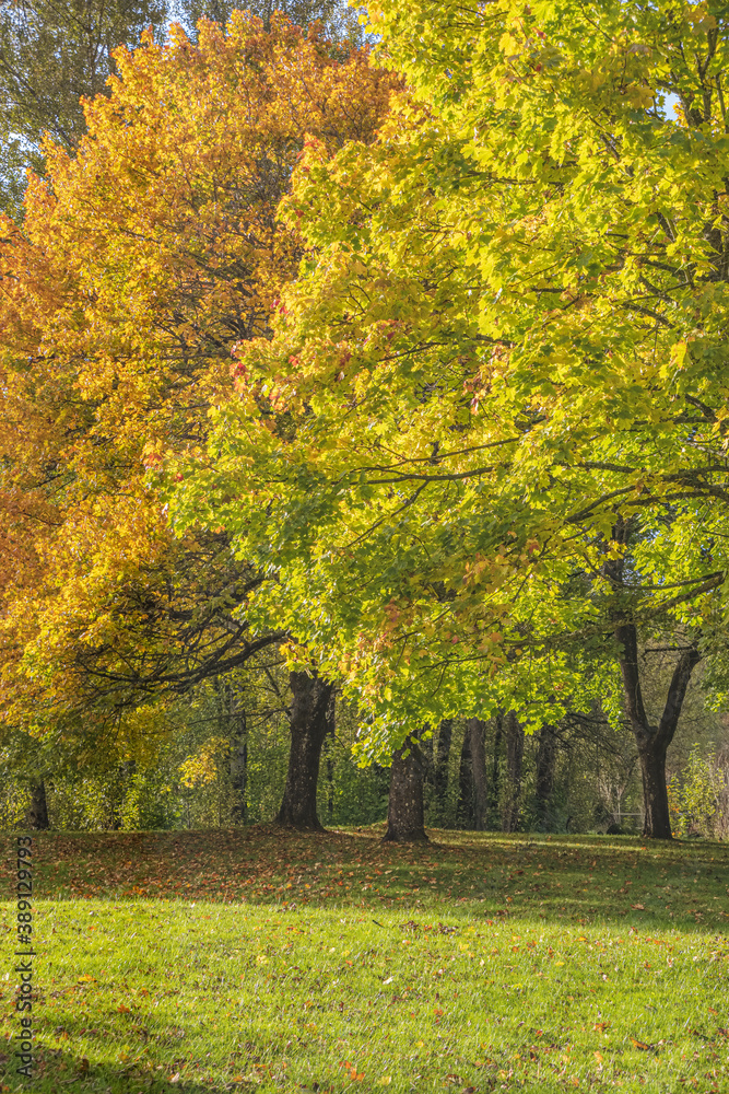 Naklejka premium Autumn in a public park Oregon state.