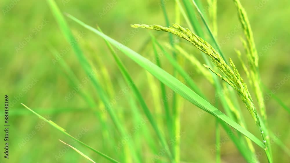 close up of green wheat - rice field close up of green wheat - rice field