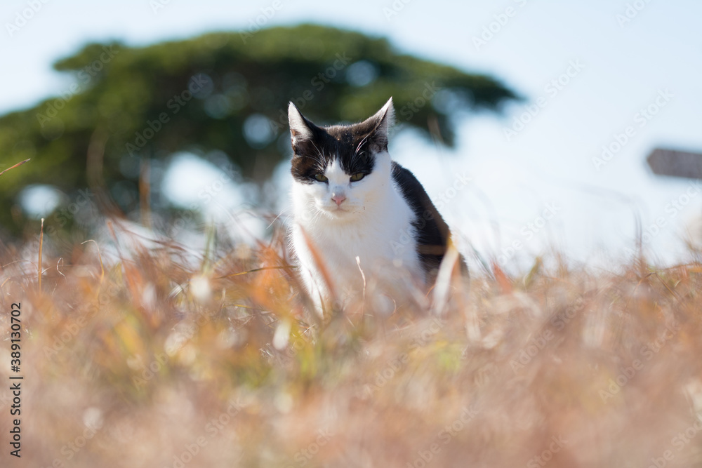 Fototapeta premium A cat staring from the grass