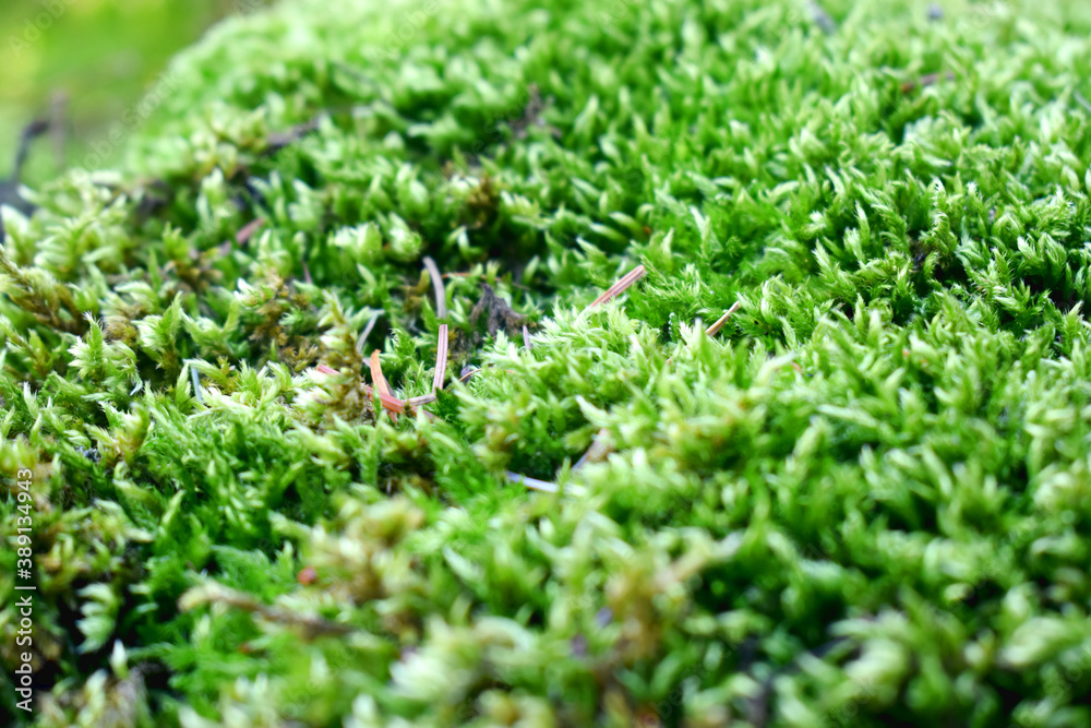 Closeups of natural green moss with blurring background Closeups of natural green moss with blurring background