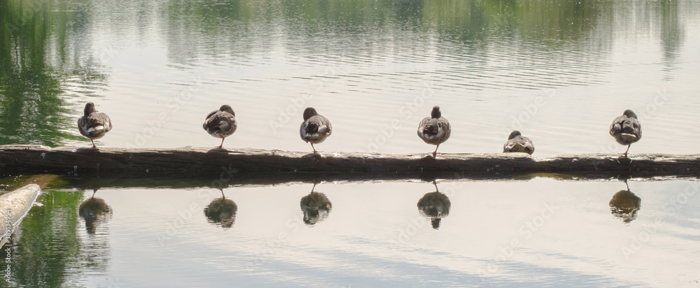 Build ducks sitting on a coastal log Build ducks sitting on a coastal log