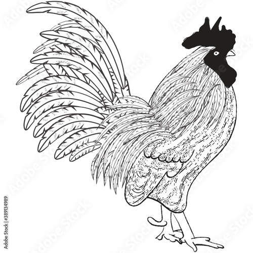 Cock 