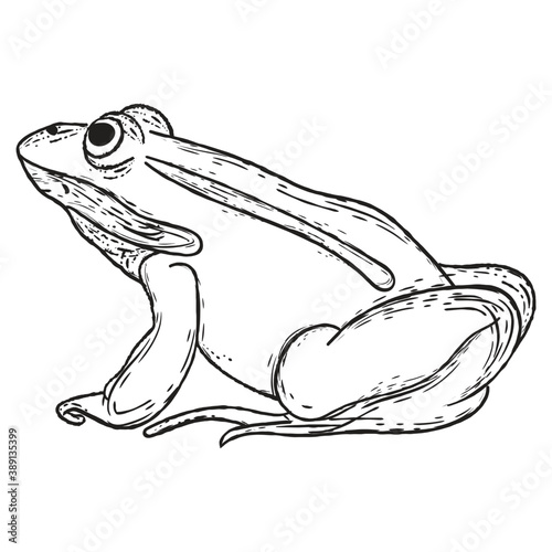 Frog 
