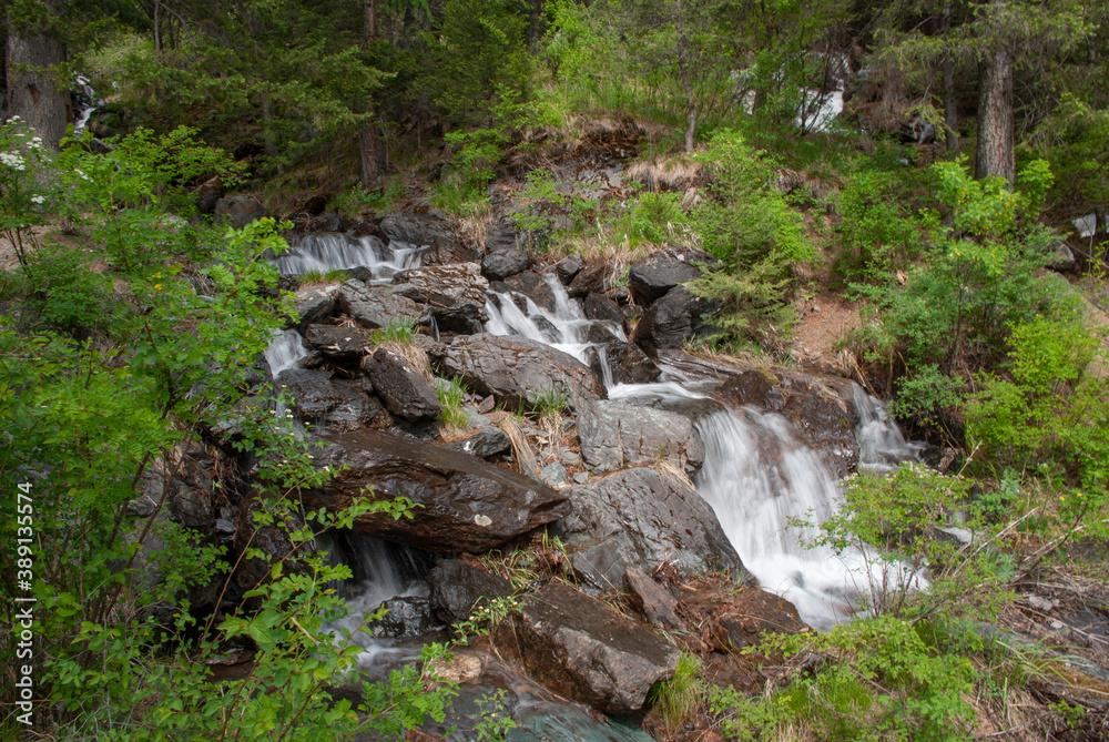 stream in the forest, altai nature, the village of stream in the forest, altai nature, the village of