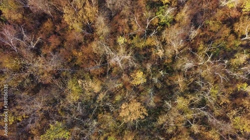 Autumn Forest with Golden Foliage. Yellow Leaves on Tree Crowns in Fall. Aerial Top View captured with Drone
