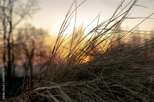 sunset in the grass