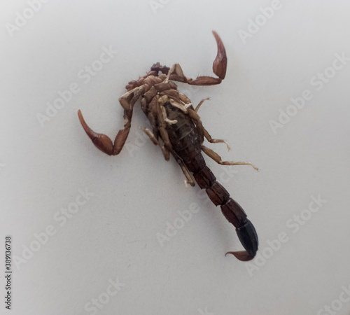 A solo scorpion with it's claws open wide and it's tail down on a white background. photo