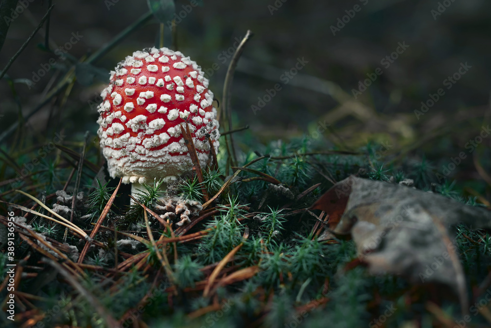 red fly agaric close up in autumn forest with foliage and moss red fly agaric close up in autumn forest with foliage and moss