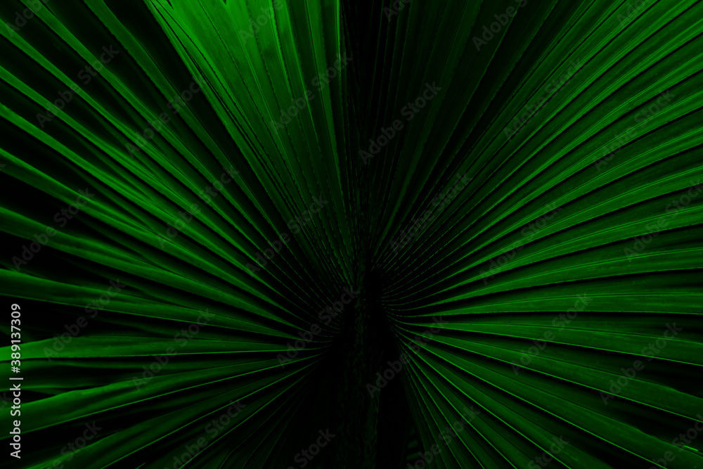 Fototapeta premium Abstract background of palm leaf illuminated in green