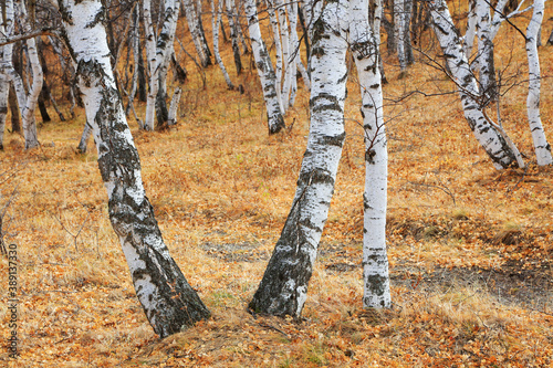 Birch forest under blue sky in huanggangliang Park of Keshiketeng World Geopark, Inner Mongolia photo