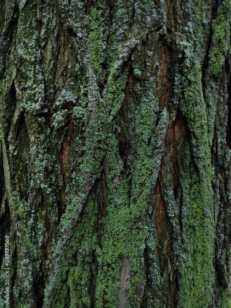 tree bark with green moss and lichen tree bark with green moss and lichen