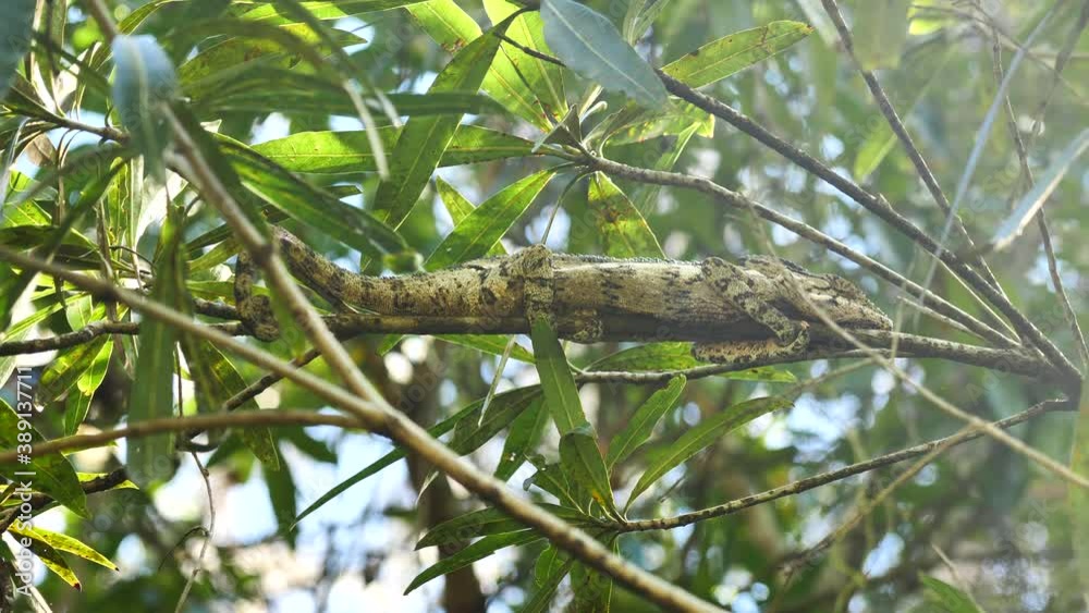 Large Black and White Chameleon Camoflauged On Branch, Madagascar Large Black and White Chameleon Camoflauged On Branch, Madagascar