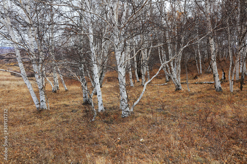 Birch forest under blue sky in huanggangliang Park of Keshiketeng World Geopark, Inner Mongolia photo