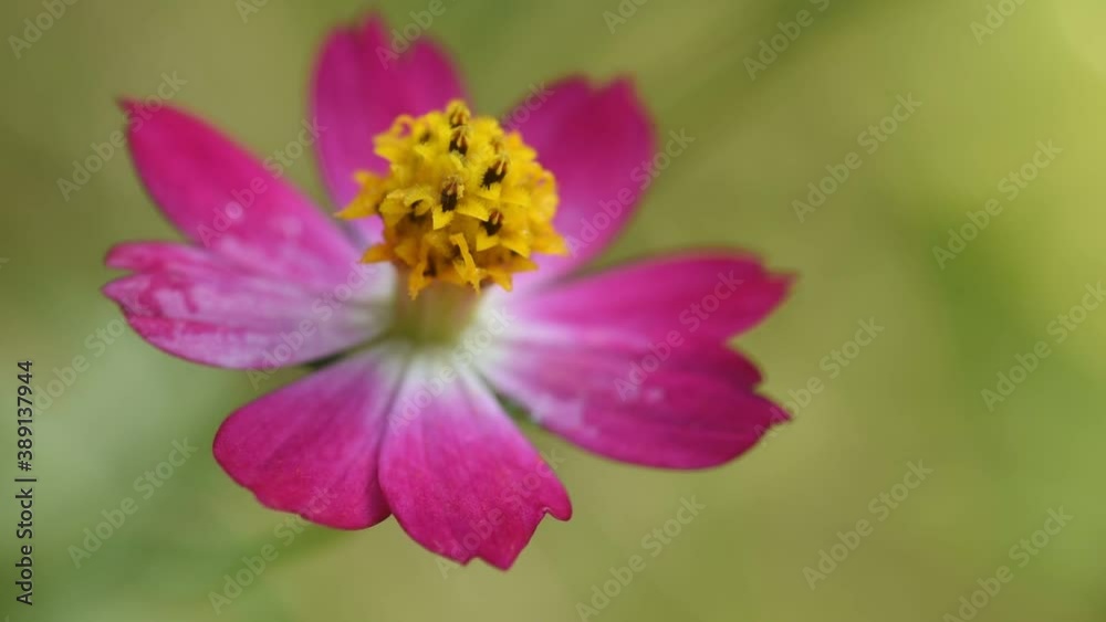Flower in pink colour