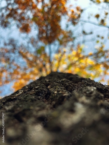 autumn in the forest