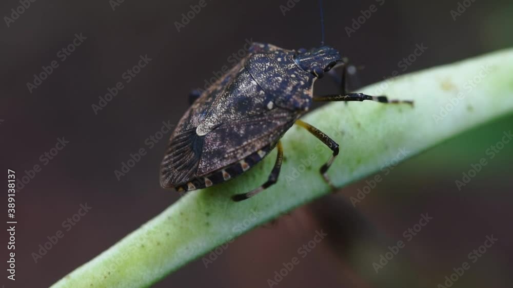 macro of a bug