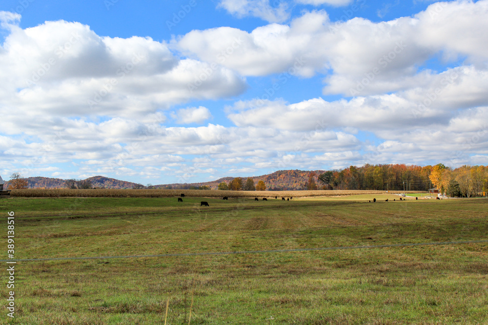 Fototapeta premium landscape with cows