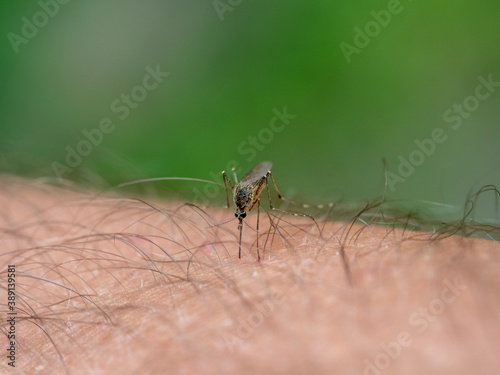 A mosquito bites a man's hand. Close-up, selective focus, blurry background. Malaria, disease, insects