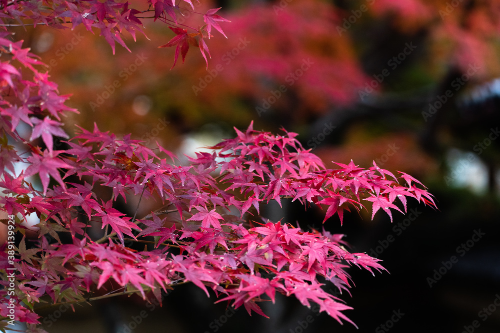 紅葉 紅葉