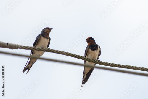 Barn Swallow © Avinash