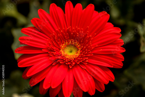 A Gerbera flower