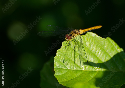A small dragonfly sits on a birch leaf on a Sunny September morning. Moscow region. Russia.