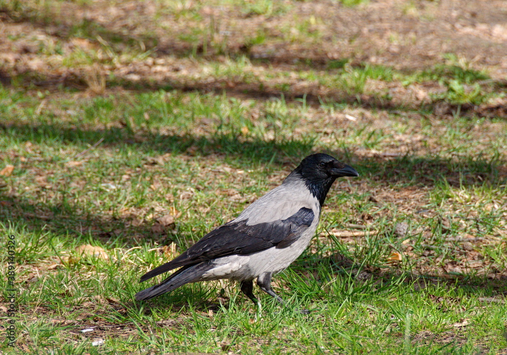 The grey crow (Corvus cornix) collects material for building a nest on a Sunny spring day. Moscow region. Russia. The grey crow (Corvus cornix) collects material for building a nest on a Sunny spring day. Moscow region. Russia.