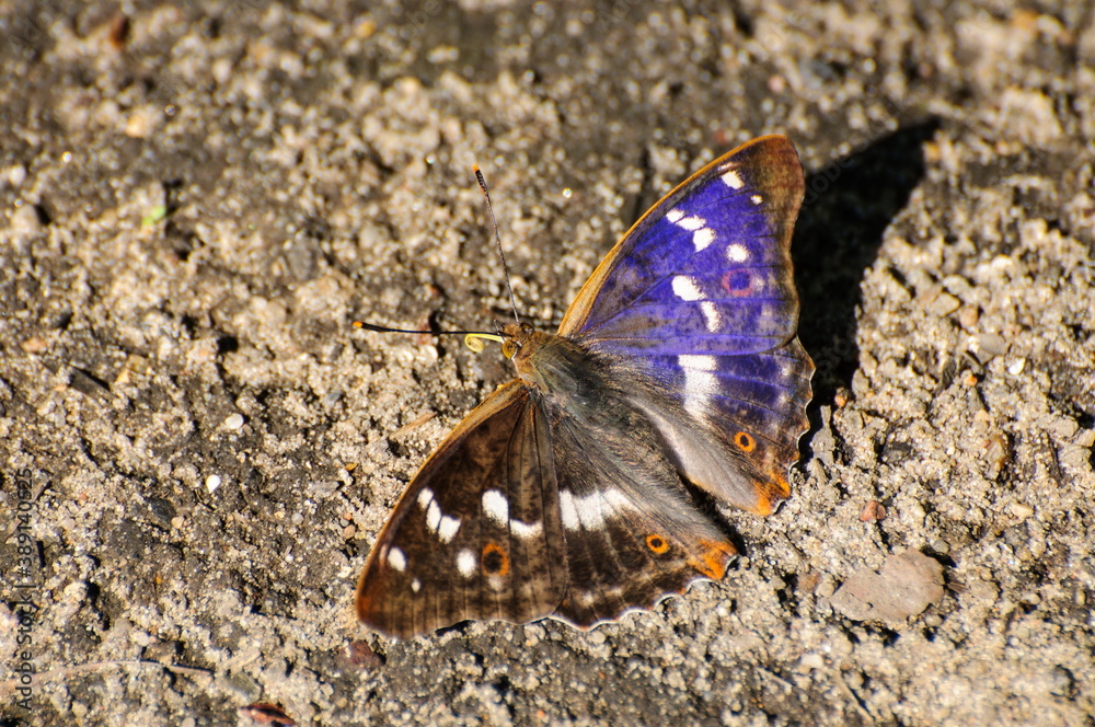 A large lesser Purple Emperor butterfly (Apatura ilia) sits on the sand on a Sunny summer morning. Moscow region. Russia A large lesser Purple Emperor butterfly (Apatura ilia) sits on the sand on a Sunny summer morning. Moscow region. Russia