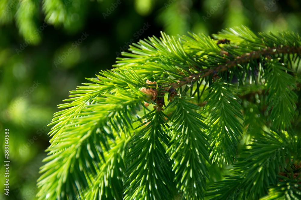 Young shoots of European spruce in the summer evening sun. Young shoots of European spruce in the summer evening sun.