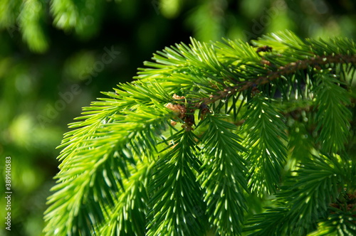 Young shoots of European spruce in the summer evening sun.
