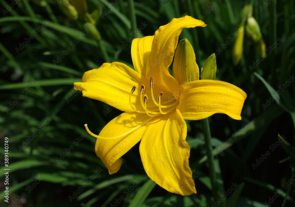 Large yellow daylily flower on a Sunny summer day. Large yellow daylily flower on a Sunny summer day.