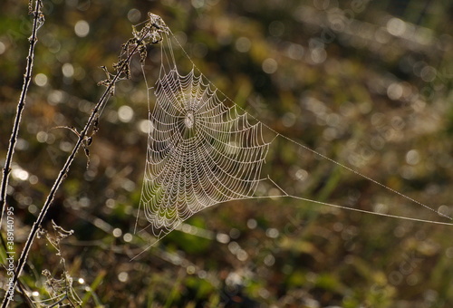 Photography Cobwebs in the meadow on a summer morning. Moscow region. Russia.