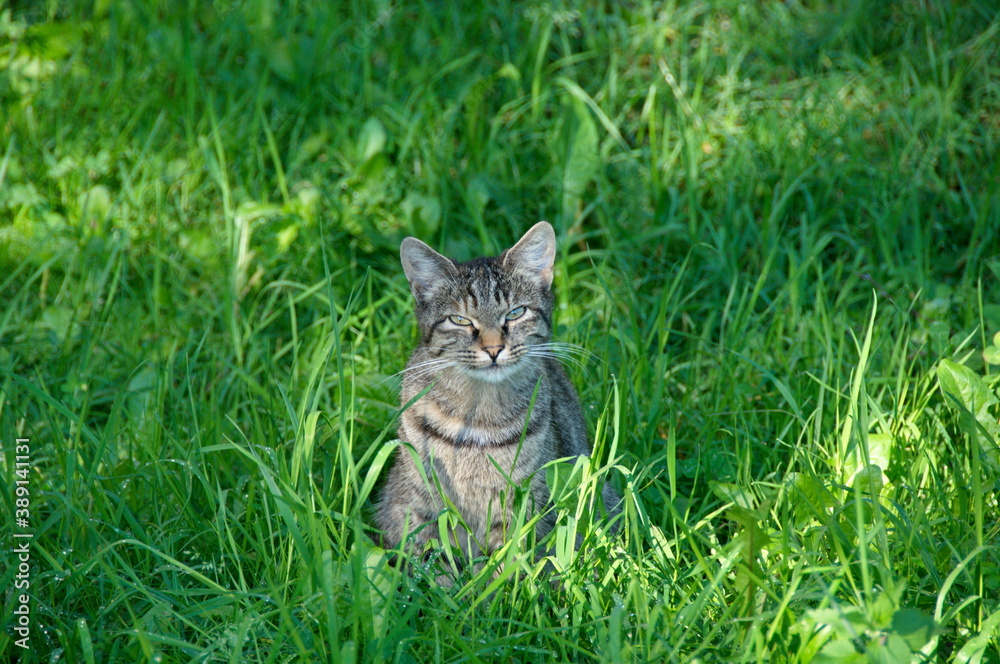 A young cat in a good mood is sitting in the grass on a Sunny summer morning