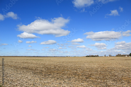 Corn field and blue sky