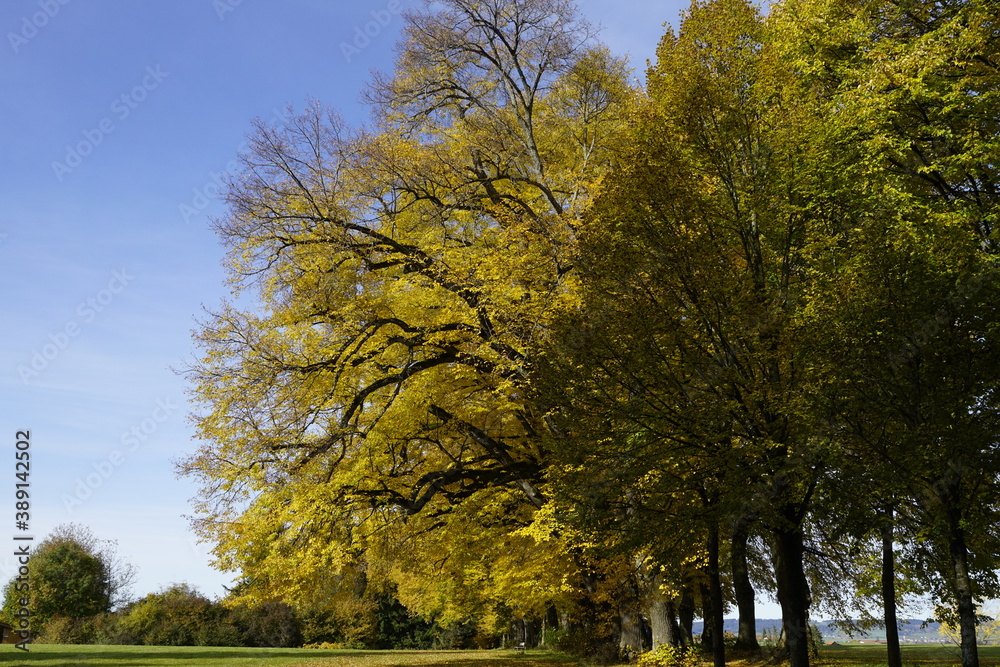 Fototapeta premium Herbst Landschaft mit bunten Blättern an Bäumen