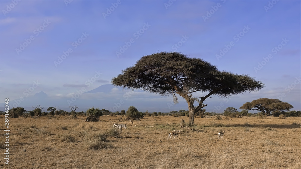 A beautiful umbrella acacia grows in the savannah . Zebras and impala antelopes graze on the yellow grass. Mount Kilimanjaro rises against the blue sky. Kenya. Amboseli park.