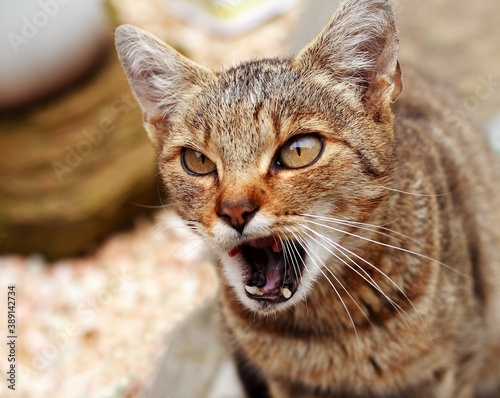 The brown cat, with a large open mouth, looks ahead, the lower teeth are missing