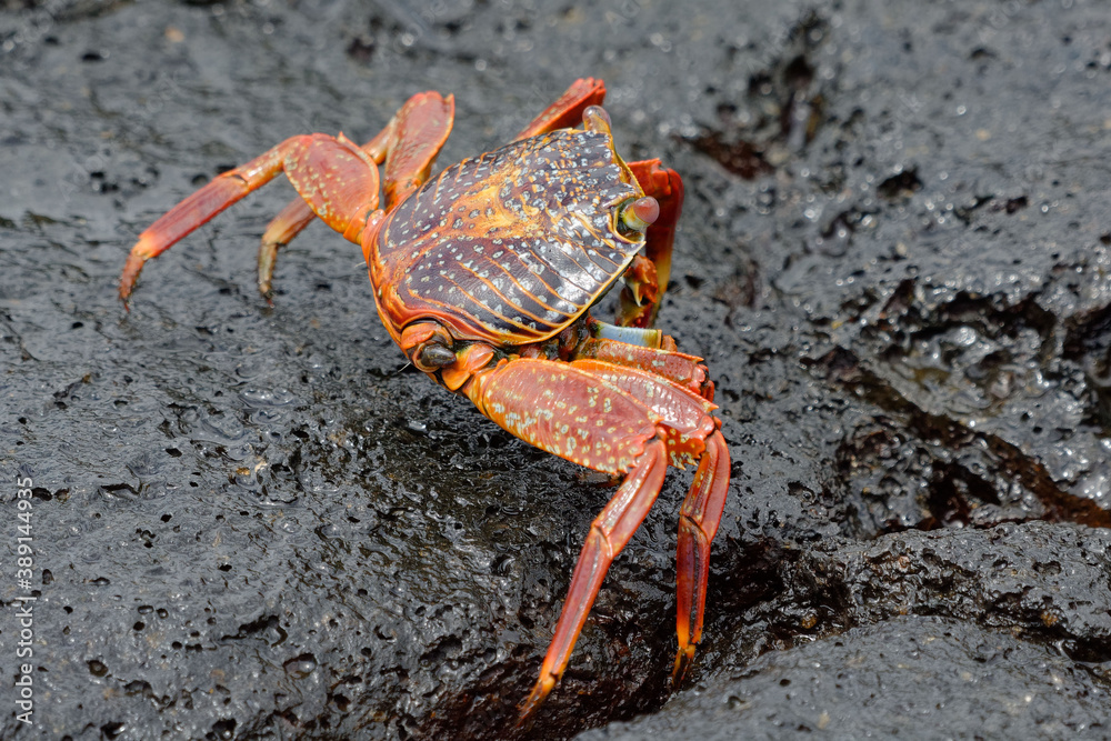 Red rock crab (grapsus grapsus) in Galapagos Islands, Ecuador