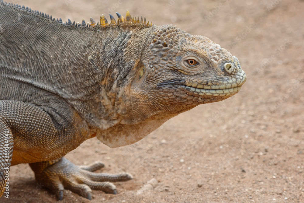 Land iguana (conolophus subcristatus) in Galapagos Islands, Ecuador Land iguana (conolophus subcristatus) in Galapagos Islands, Ecuador